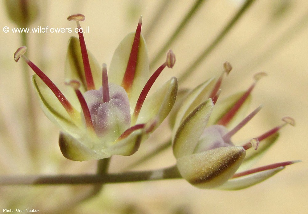 Allium sindjarense